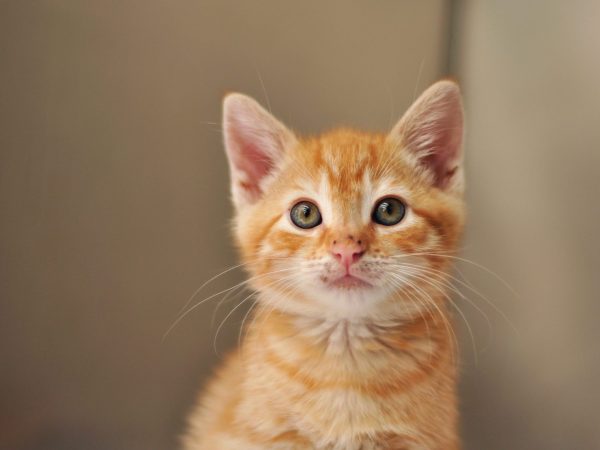 orange tabby kitten with spots on nose looking into camera