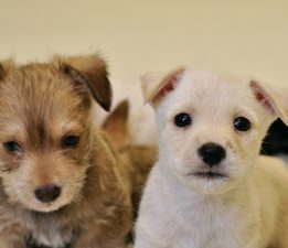 Brown and white terrier puppies