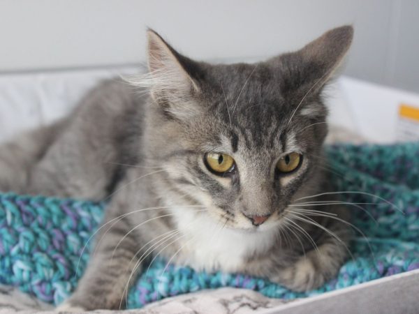 Daphne