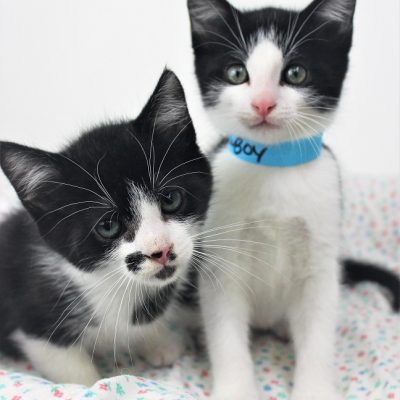 Duo