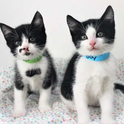 Duo2