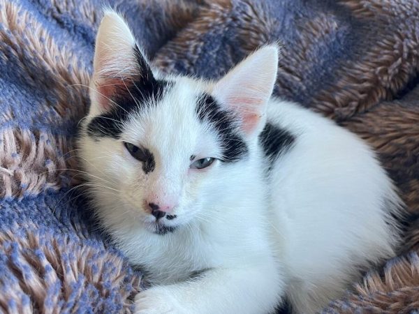 E6D3560A-CDBA-4CE9-AB21-A22CD69D133E (1)