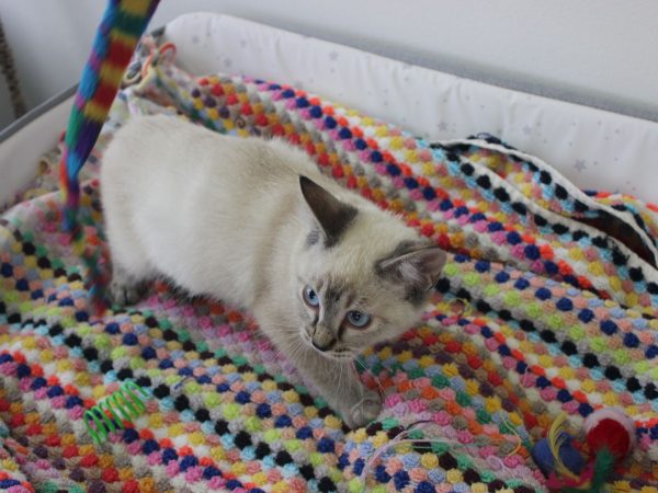 Elnina (2)