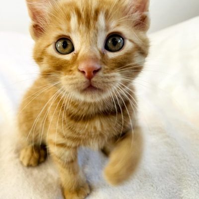 Ginger01 IMG_5549