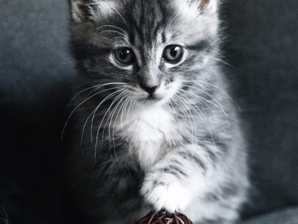 Henrietta