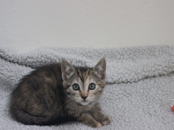 Hershey (2) (1)