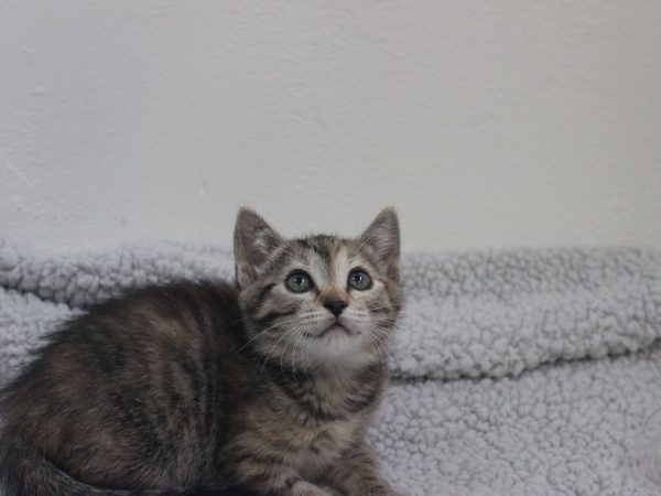 Hershey (3)