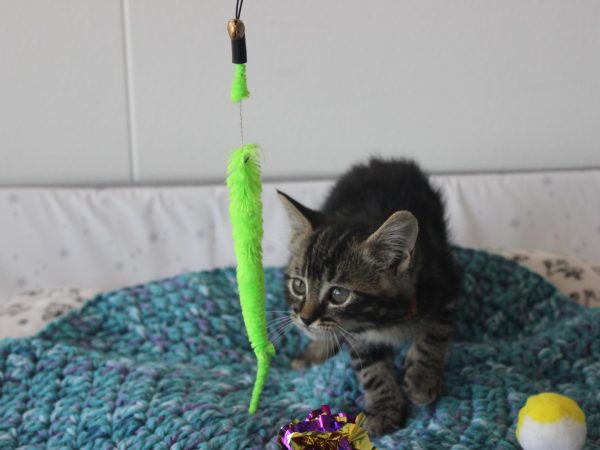 IMG_0808 (Large)