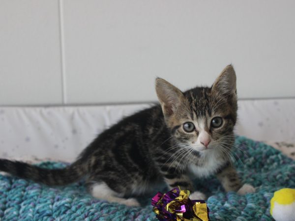 IMG_0829 (Large)