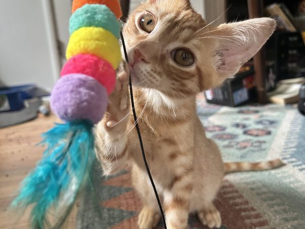 IMG_20260401_201447 (2)