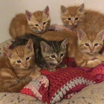 Jamil, Joe, Rami, Zane, Sabrina