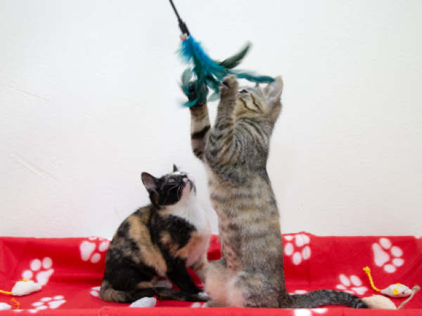 Jasmine & Juniper 2