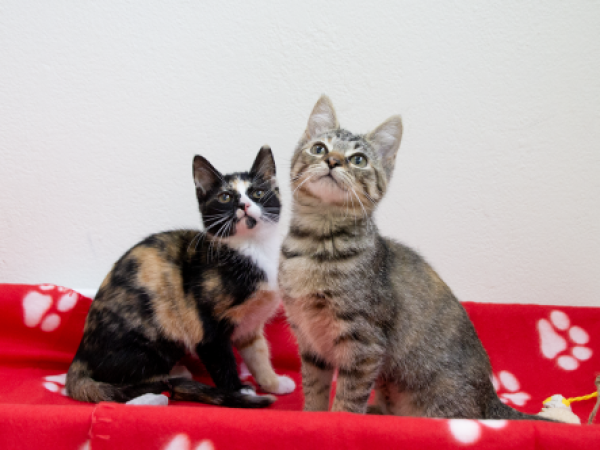 Jasmine & Juniper
