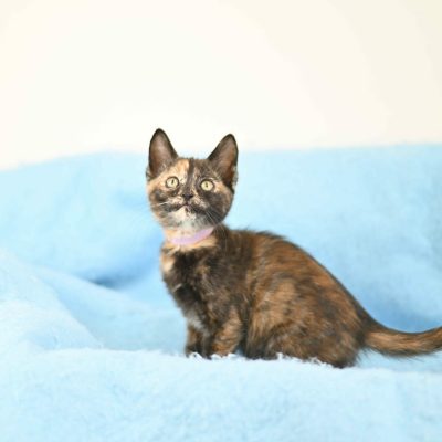 Joy Litter 2 - Pink