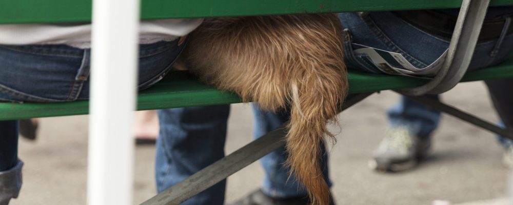 Mariners to host 'pints for paws' benefiting animal rescue shelters 