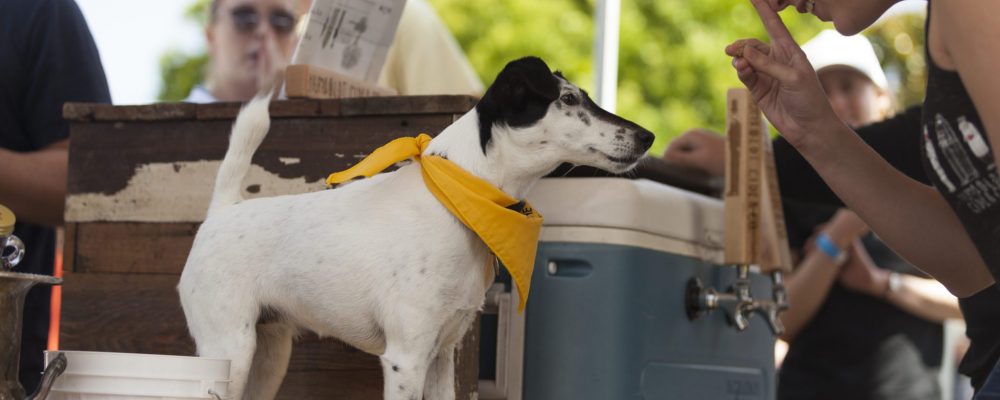 Mariners to host 'pints for paws' benefiting animal rescue shelters 