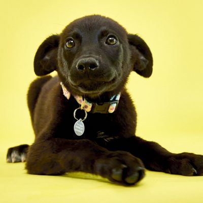 KERN CO PUPS_JB_06_05_2024_2514