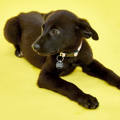 KERN CO PUPS_JB_06_05_2024_2532