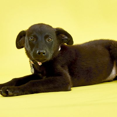KERN CO PUPS_JB_06_05_2024_2557