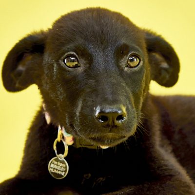 KERN CO PUPS_JB_06_05_2024_2571