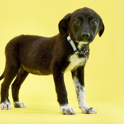 KERN CO PUPS_JB_06_05_2024_2588