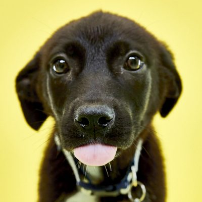 KERN CO PUPS_JB_06_05_2024_2612
