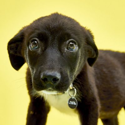 KERN CO PUPS_JB_06_05_2024_2619