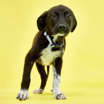 KERN CO PUPS_JB_06_05_2024_2630