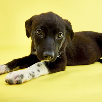 KERN CO PUPS_JB_06_05_2024_2680