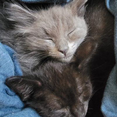 Kittens 2