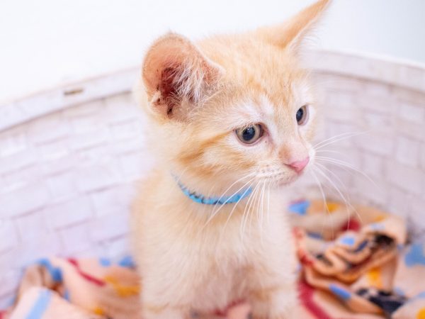 KittyPhotoshoot-2026-05-27-12 (1)