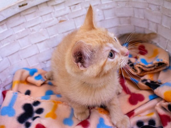 KittyPhotoshoot-2026-05-27-13 (1)