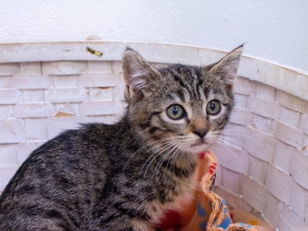 KittyPhotoshoot-2026-05-27-15