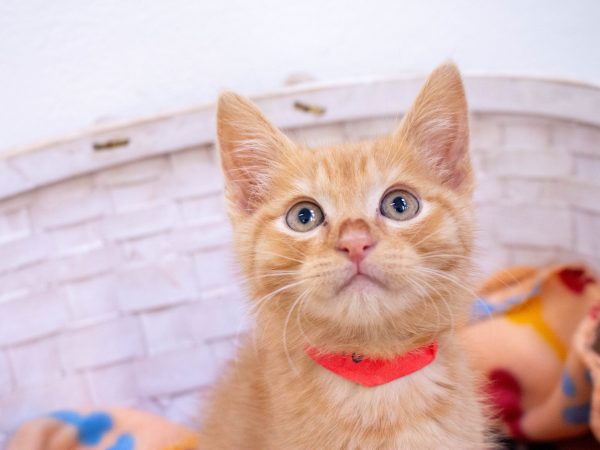 KittyPhotoshoot-2026-05-27-17