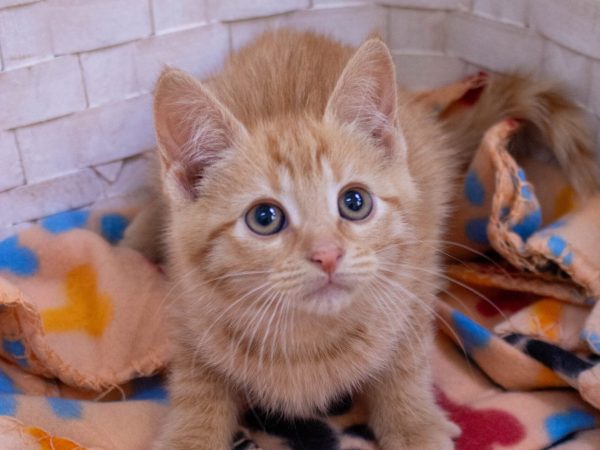 KittyPhotoshoot-2026-05-27-20