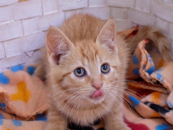 KittyPhotoshoot-2026-05-27-21