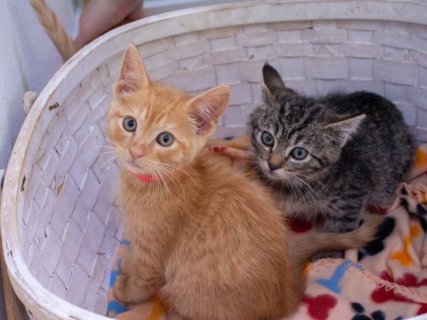 KittyPhotoshoot-2026-05-27-26