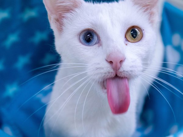 KittyPhotoshoot-2026-05-27-32