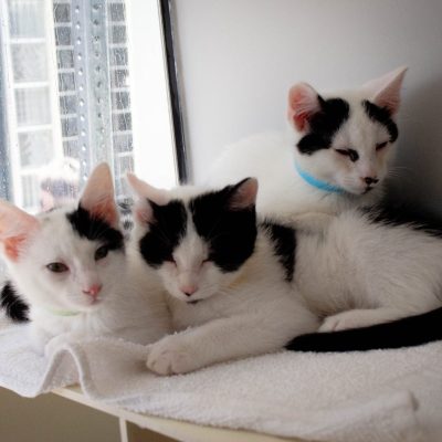 MACAdoptionEvent-2026-03-21-10