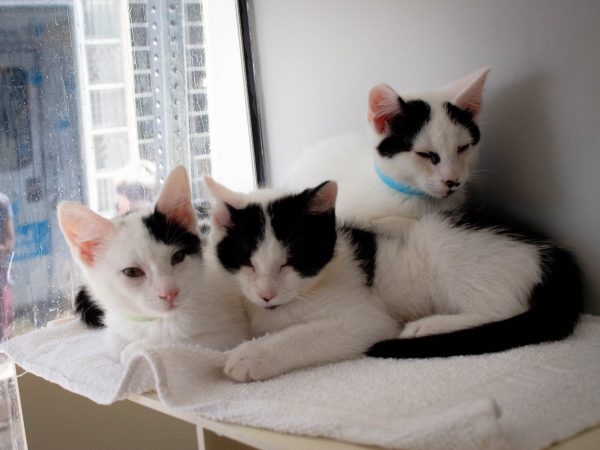 MACAdoptionEvent-2026-03-21-10