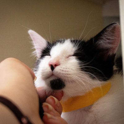 MACAdoptionEvent-2026-03-21-6