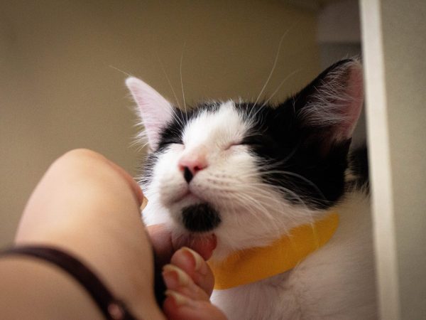 MACAdoptionEvent-2026-03-21-6