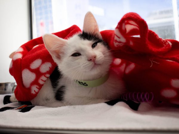 MACAdoptionEvent-2026-03-21-9