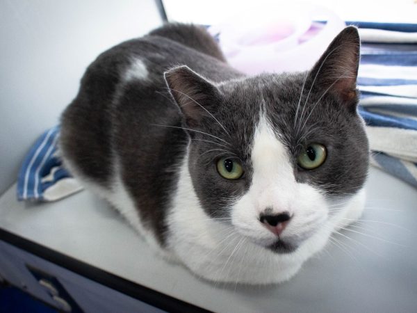 MACAdoptionEvent-2026-04-11-18