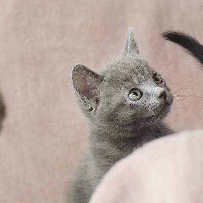 MedFoods2 2022-04-19 Litter Two 2 smaller