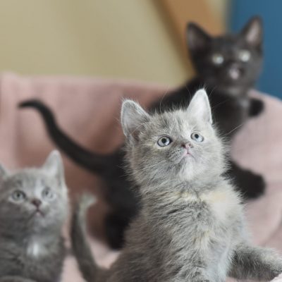 MedFoods3 2022-04-19 Litter Two 3 smaller