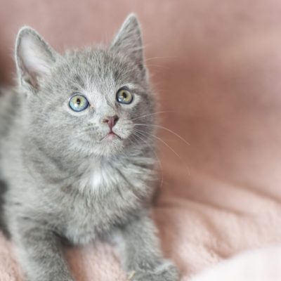 MedFoods5 2022-04-19 Litter Two 5 smaller