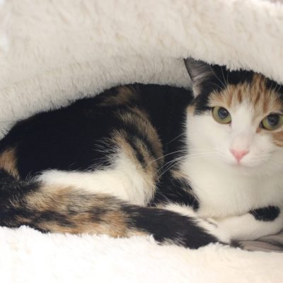 Olive IMG_7417