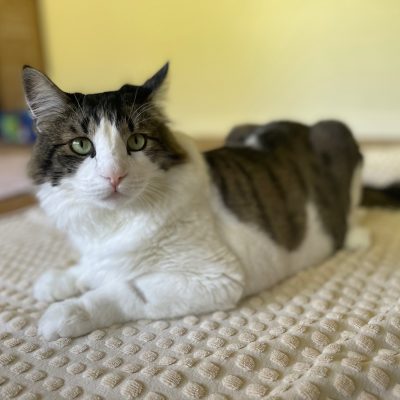 Oliver3 image2 (1)