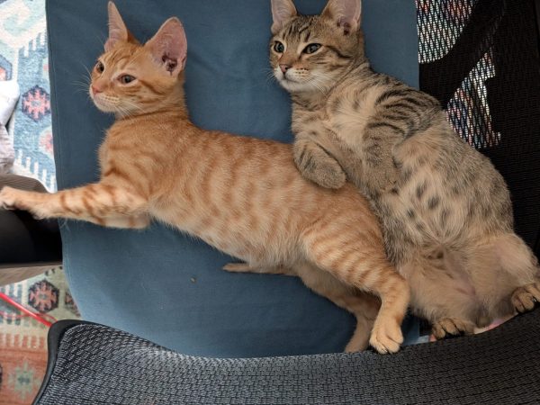 PXL_20260331_194253801